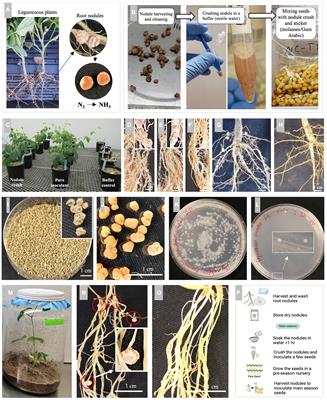 Nodule crushing: a novel technique to decentralize rhizobia inoculant technology and empower small-scale farmers to enhance legume production and income